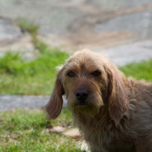 Griffon Fauve Upper Body Griffon Fauve de Bretagne dog breed, French dog breed, dog from France, rough coat, wire hair, hunting dog, family dog, red dog young dog
