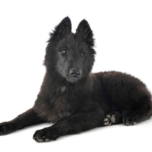 Groenendael puppy, black belgian shepherd puppy