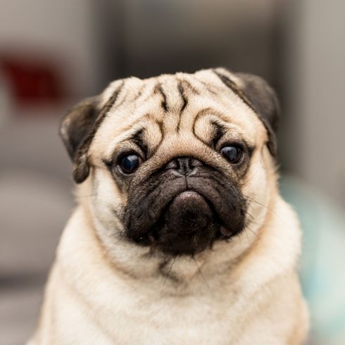 grumpy pug Dog,Pug,Mammal,Vertebrate,Dog breed,Canidae,Skin,Snout,Companion dog,Wrinkle,