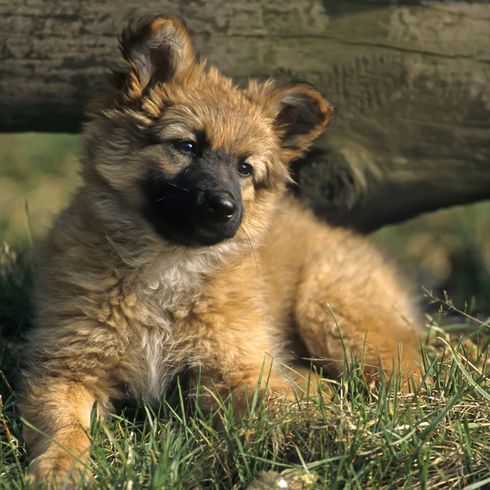 Harzer fox dog puppy Dog that looks like fox, fox similar to dog, dog similar to fox, puppy of a Harzer fox