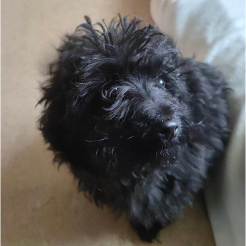 Havanese Maltese Mongrel Dog,Dog breed,Carnivore,Water dog,Companion dog,Miniature dog,Muzzle,Terrier,Sporting group,Canidae,