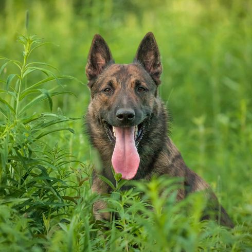 Hollandse herdershond Dutch Shepherd Dog brindle, black tabby dog with prick ears, large dog breed from Netherlands, Dutch Shepherd Dog, Shepherd Dog from Netherlands, Hollandse Herder, Hollandse Herdershond, Dutch Shepherd