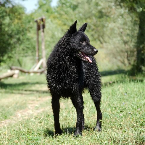 Hrvatski ovčar Black black dog breed, Croatian shepherd dog, Hrvatski ovčar, Croatian shepherd dog, sheep dog, dog from Croatia, dog similar to Pumi, dog similar to Spitz, black dog, medium dog, shepherd dog, dog with prick ears has curls after swimming