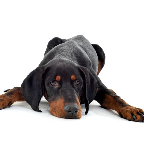 Hungarian dog lies erdelyi-kopo, hungarian dog breed, dog from Hungary, big brown black dog similar to Doberman, Transylvanian dog