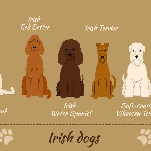 inforgraphics_irish_dogs Irish Water Spaniel, Irish dog breeds, information about all dogs from Ireland, Irish water dog with curls all over the head except on the muzzle, big brown dog with curls, curly coat, dog that is good for retrieving work, guard dog, family dog, companion dog, hunting dog from Ireland, Irish dog breed, funny dog