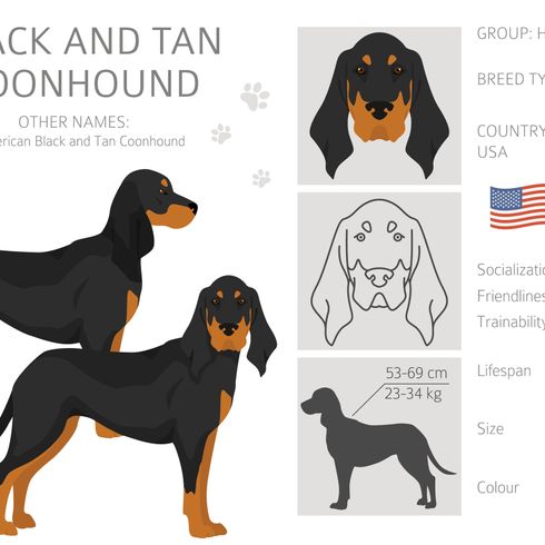 Black and Tan Coonhound info graphic, everything you need to know about the breed, american dog breed with very long floppy ears, droopy ears in dogs, black dog breed with brown, black and tan as color pattern in hunting dogs, dog for hunting raccoons in America
