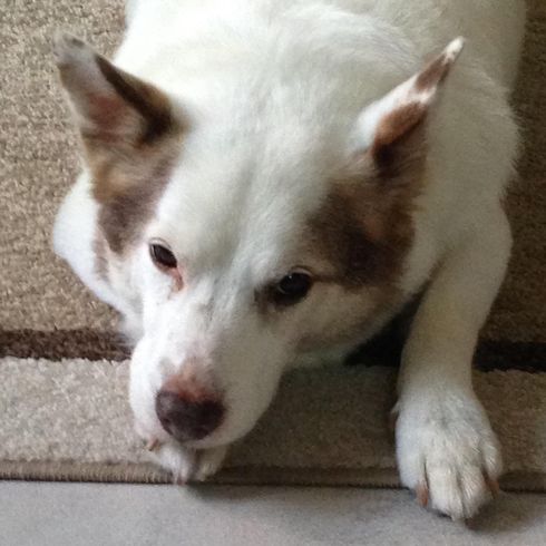 Jack Russell Sheepdog Mix Sleeps Dog,carnivore,dog breed,fawn,companion dog,whiskers,working animal,muzzle,sporting group,country animal,