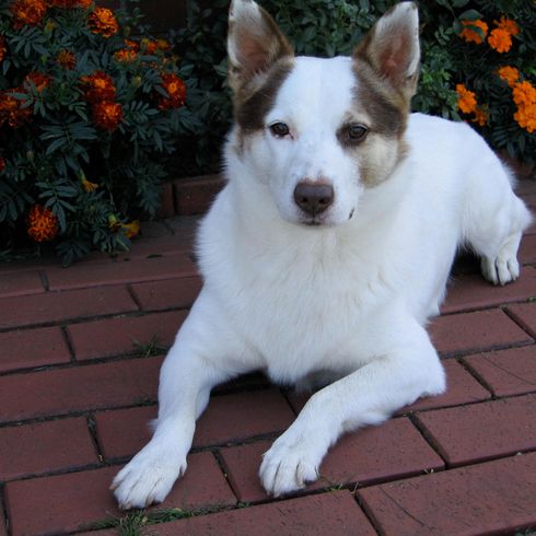 Jack Shepherd Mix Dog, flower, plant, dog breed, carnivore, companion dog, muzzle, tail, grass, whiskers,