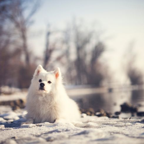 Japan spitz in winter, beginner dog breed