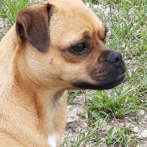 Pug russell terrier mix new arrivals