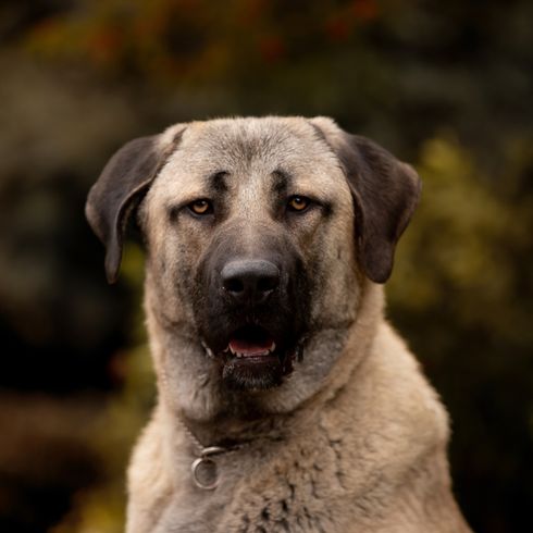 Kars dog, Anatolian shepherd dog