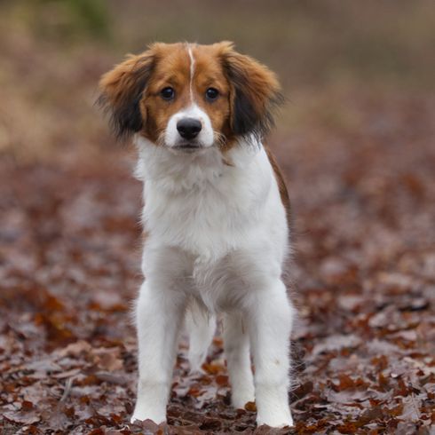 Kooiker puppy Dutch Kooiker Hondje, Kooiker dog, small brown white dog with long ears that has short to medium length fur and is considered a beginner dog.