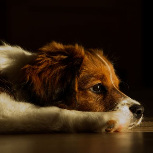 Kooiker Hondje lies on the ground, small brown white dog under 20 kg, dog with many hairs on the ears