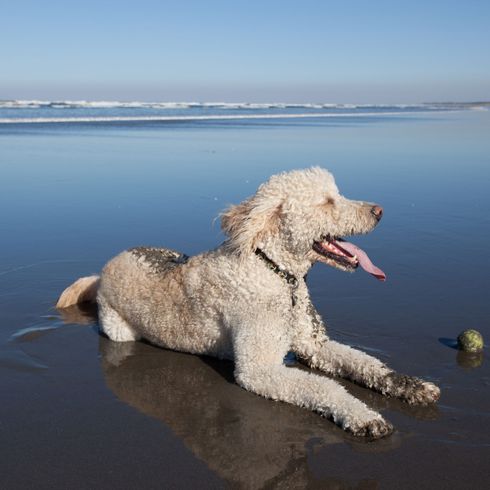Labradoodle at the sea Dog,Vertebrate,Canidae,Mammal,Dog breed,Standard Poodle,Carnivore,Sporting Group,Goldendoodle,Poodle,