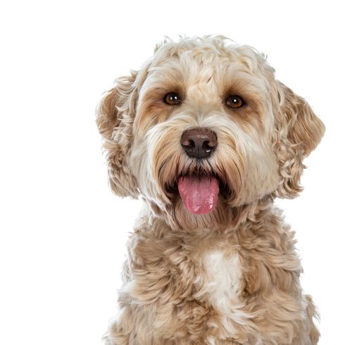 Dog,Vertebrate,Canidae,Mammal,Dog breed,Carnivore,Cockapoo,Dutch smoushond,Terrier,Snout,