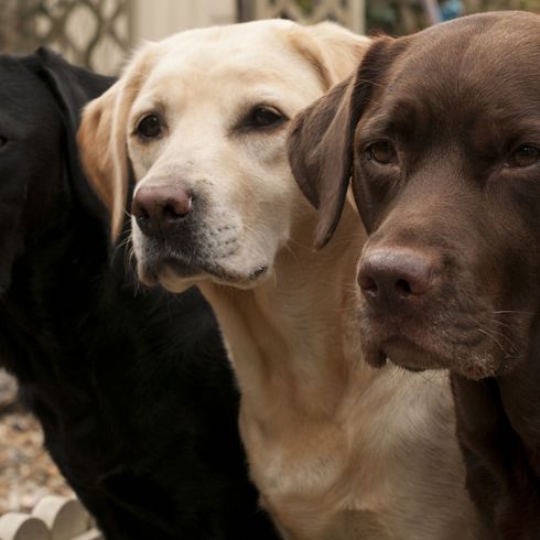 Dog,Mammal,Vertebrate,Dog breed,Canidae,Labrador retriever,Weimaraner,Carnivore,Sporting Group,Retriever,