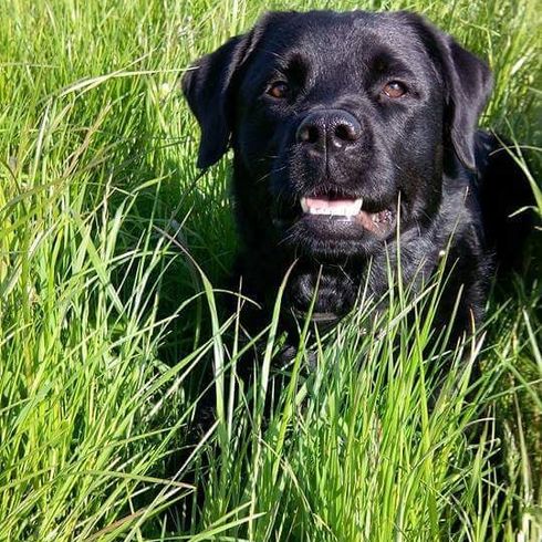 Labrottie © Danita Fawcett Hund,Hunderasse,Fleischfresser,Pflanze,Arbeitstier,Gras,Begleithund,Kitz,Hundehalsband,Jagdhund,