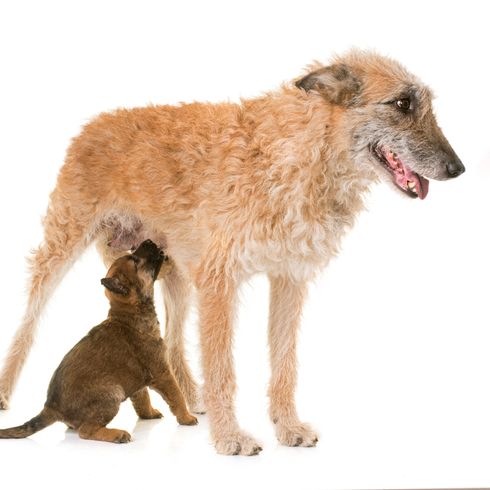 Laekenois with puppy, dog breed from Belgium, Belgian shepherd dog, wire haired dog, shepherd dog with rough coat, large dog breed, prick ears in dog