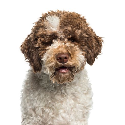 Lagotto Romagnolo dog used for truffle hunting in Italy, brown white dog with curls, dog similar to poodle, dog breed that looks very similar to Spanish Water Dog, Italian dog breed