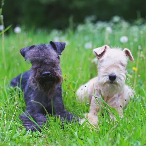 Lakeland Terrier black and Lakeland Terrier white