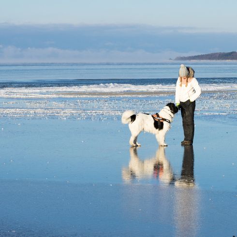 Landseer dog by the sea big dog breed, giant dog breed, black and white dog with long coat similar to Newfoundland, Landseer
