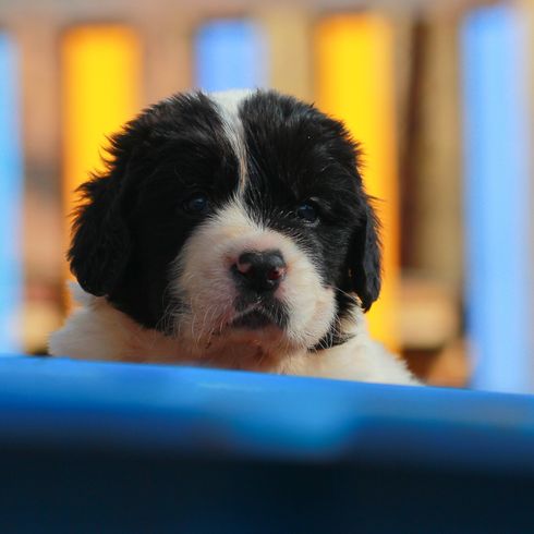 Landseer puppy looks into the camera, small black and white dog puppy with long fur and floppy ears, dog similar to Newfoundland, giant dog breed, dog over 70kg