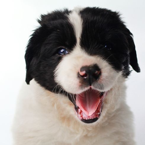 small black and white Landseer puppy laughs into the camera, dog with black nose, giant breed, big dog breed with 70kg, black and white dog with long coat, Landseer