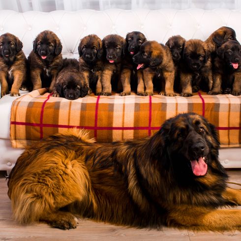 Leonberger with puppies Dog,Mammal,Vertebrate,Dog breed,Canidae,Leonberger,Carnivore,Giant dog breed,Sporting Group,Estrela mountain dog,