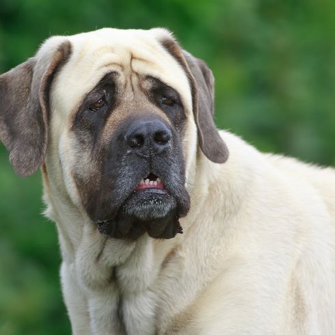 light brown Mastiff with dark muzzle and floppy ears