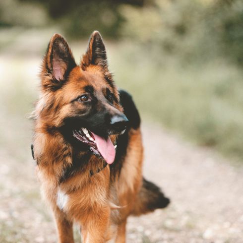 greyhound Dog,Old german shepherd dog,Mammal,Vertebrate,Canidae,German shepherd dog,Dog breed,Carnivore,King shepherd,Tervuren,