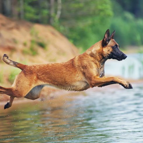 Malinois jumps into the water Dog,Mammal,Vertebrate,Canidae,Dog breed,Carnivore,Belgian shepherd malinois,Belgian shepherd,Working dog,Wildlife,