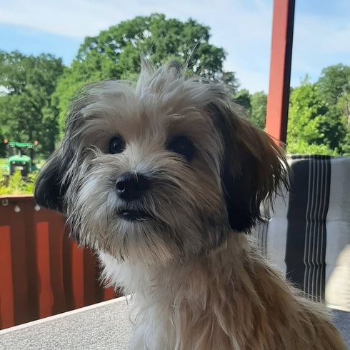 Maltese Border Terrier © Sarah Ramos Hund,Himmel,Fleischfresser,Leber,Baum,Spielzeughund,Begleithund,Shih tzu,Kleiner Terrier,Hunderasse,