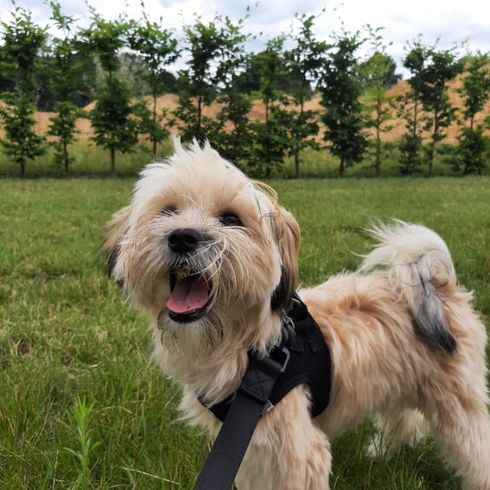Maltese Border Terrier © Sarah Ramos Pflanze, Himmel, Hund, Hunderasse, Wolke, Fleischfresser, Halsband, Begleithund, Baum, Hundezubehör,