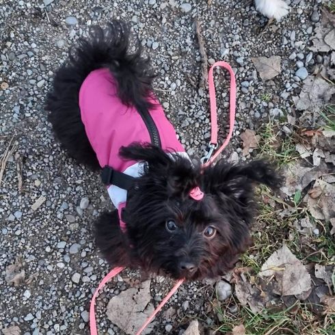 Maltese Havanese mixed breed dog Dog,carnivore,dog breed,pink,fawn,collar,dog accessories,companion dog,working dog,leash,
