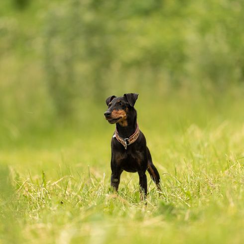 Manchester Terrier Meadow Manchester Terrier on a meadow, small Pinscher, Looks like Mini Doberman