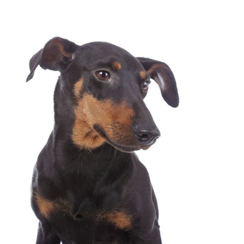 Manchester Terrier Upper Body Manchester Terrier with tilt ears, small dog with tan coat