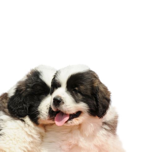 Mastín del Pirineo puppy Pyrenees Mastiff puppy, black and white dog breed puppies, Mastín del Pirineo, big dog breed from Spain, herding dog, farm dog, no beginner dog, calm dog breed, giant dog breed, biggest dog in the world, dog with long coat, grey and white dog with triangle ears
