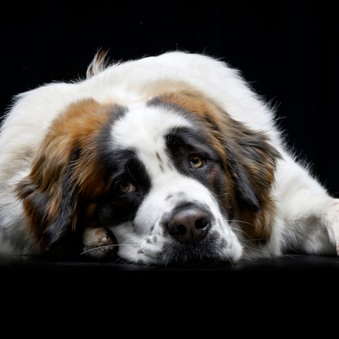 Moscow guard dog lies on black floor Moscow guard dog lying on a bode, big dog that is aggressive but can also be calm, dog similar to St. Bernard