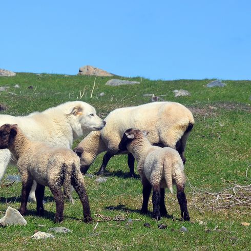 Mountain dog from France herding at the moment Patou mountain dog from France, big white dog with long fur