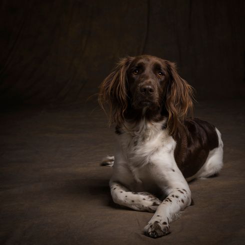 Artist countries portrait Münsterländer dog lying on a brown background, dog brown white similar coloring as German Longhair or Springer Spaniel, dog similar Kooiker