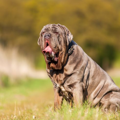 Neapolitan Mastiff Dog,Mammal,Vertebrate,Dog breed,Canidae,Neapolitan mastiff,Carnivore,Korean mastiff,Sporting Group,Yawn,