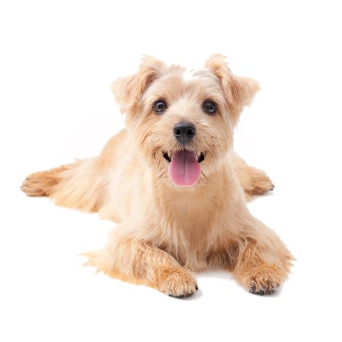 Norfolk Terrier lies Norfolk Terrier, small brown dog breed, rough coat dog, dog with rough coat