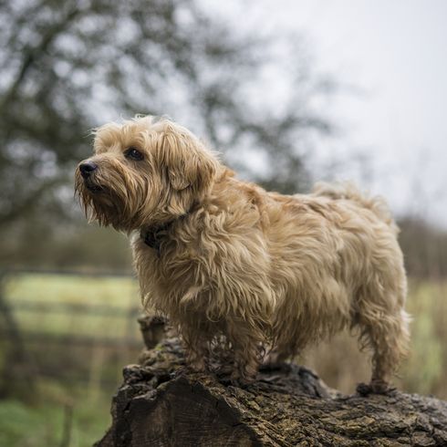 adult Norfolk Terrier to be clipped, dog that needs regular clipping, long-haired rough-coated dog Norfolk, Great British dog breed