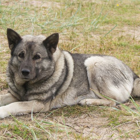 Norwegian Elkhound grey, grey dog, dog breed from Norway, spitz dog grey, Scandinavian dog breed, medium sized dog with very long coat, dense coat and curled tail, dog with standing ears, dog lying on a meadow, running dog and working dog, stubborn dog breed
