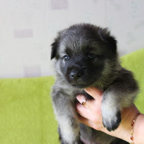 Norwegian Elkhound grey puppies, greyhound, dog breed from Norway, spitzdog grey, Scandinavian dog breed, medium sized dog with very long coat, dense fur and curled tail, dog with prick ears, running dog and working dog, stubborn dog breed