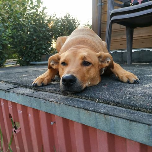 Norwegian Ridgeback © Jessica Wilms Hund,Pflanze,Hunderasse,Fleischfresser,Zaun,Rehkitz,Begleithund,Tisch,Arbeitstier,Freizeit,