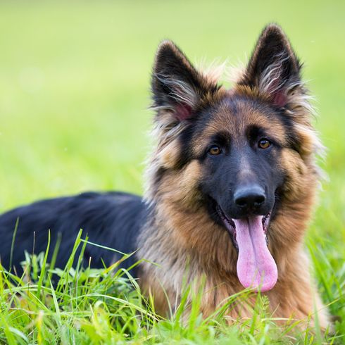 Old German shepherd dog with yellow and black falb mask shows the tongue and lies in the grass