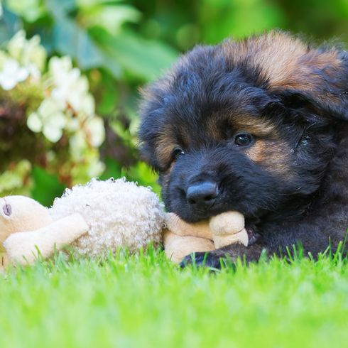 black yellow shepherd puppy, old german shepherd dog