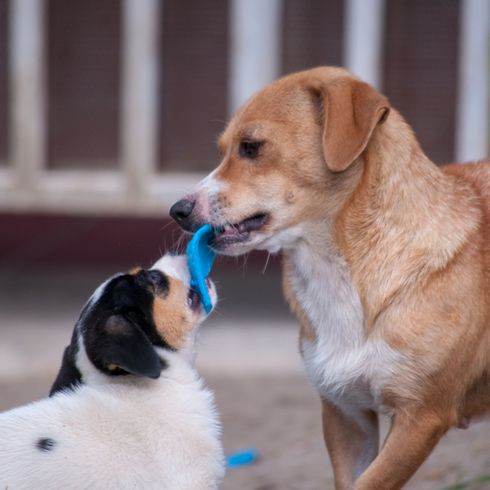 brown white dog from Austria, Austrian Pinscher, medium sized dog up to the knee, family dog, Pinscher breed, dog fighting with another dog for a toy