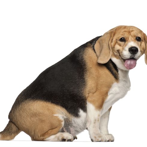 Dog,Mammal,Vertebrate,Dog breed,Canidae,Beagle-harrier,Carnivore,Beagle,English foxhound,Hound,